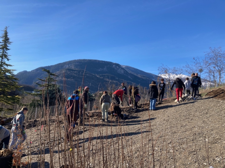 Des classes de 8H plantent des arbres sur la colline du Petit-Bois